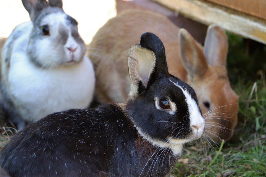 Tiere Kaninchen